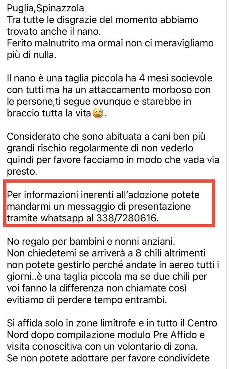 pattyfra1's tweet photo. PATRIZIA SIMONE
- Spinazzola, Puglia
🆘”IL NANO” CERCA CASA”🆘
4 mesi fut tg piccola molto socievole e attaccato alle persone ❤️
⏩️INFO/ADOZIONE/CONTATTI nel box scritto ⤵️
#ilnano #SosCuccioli
🙏Fate girare 🔄AIUTIAMO IL NANO A TROVAR CASA🙏🆘🔄🏡🐾❤️🙏🔄🔄🔄 https://t.co/WAFe6wuaw8