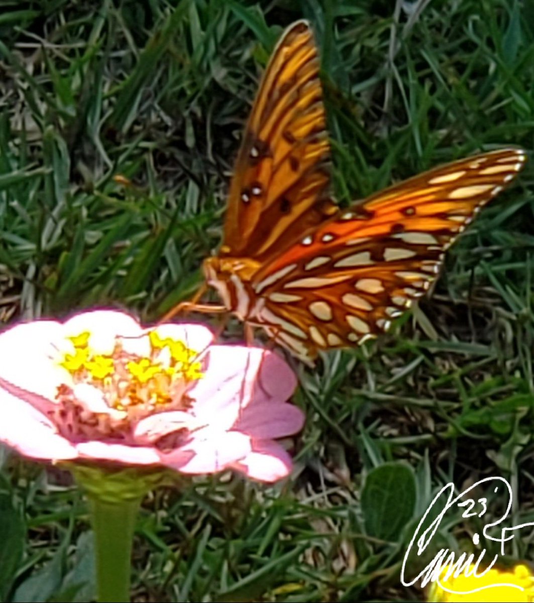 CassieJFox's tweet photo. #Butterflies Stunning #GulfCoastFrittilary stops by to dine on #Zinnias #BackyardBeauties #Zinnias #DailyBlooms #Inects #Wings #CassieJFoxPhotos 📷 #CazFoxMedia #WhimireSC #SumterNationalForest #PetalPusher #Gardens #FlowersOnFriday #FlowerBed https://t.co/g7jCyvRR3l