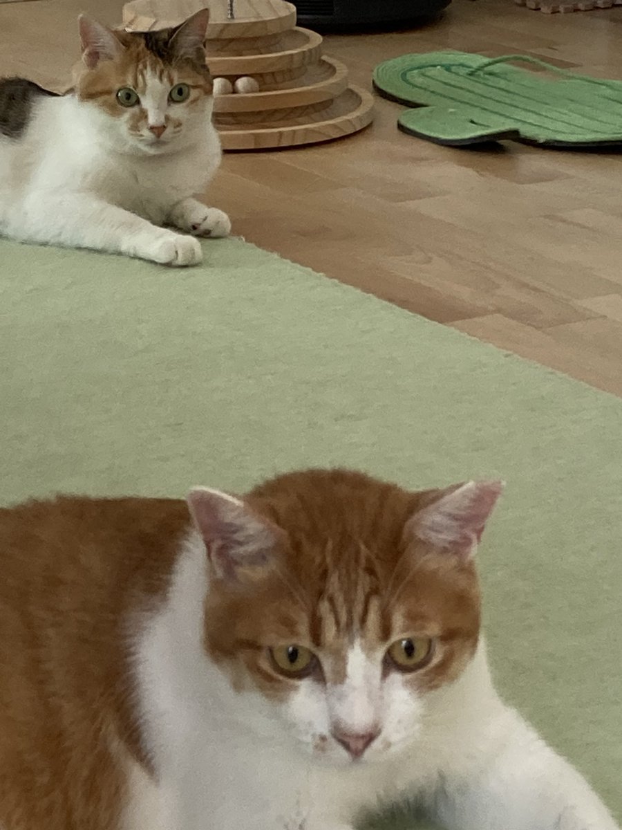 a_cello_'s tweet photo. こっちみてる？

#みけねこもなか
#ちゃしろねこたお
#年齢的にはたおが上だけど
#弟にしか見えん
#ねこきょうだい https://t.co/BWcxgyzacl