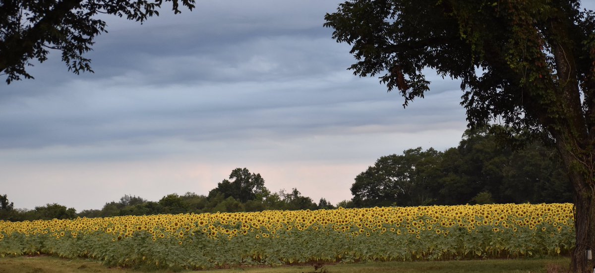 Sunflowers and a beautiful old barn. 💕 #GardeningX  #GardenersWorld #NaturalBeauty
