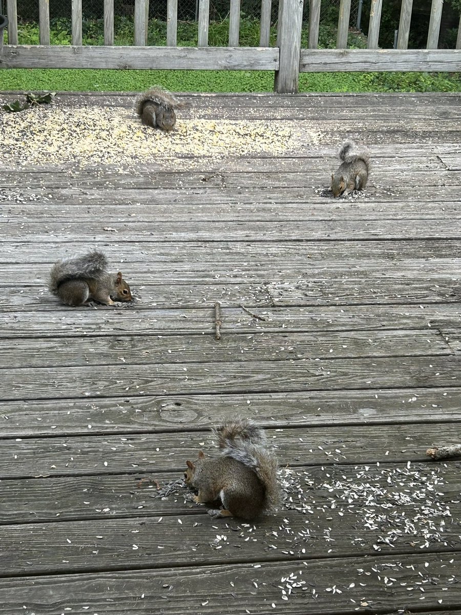 Good morning from the breakfast buffet! (Sunflower seeds are always a favorite with our regulars!) #goodmorning #breakfastbuffet #feedingthesquirrels