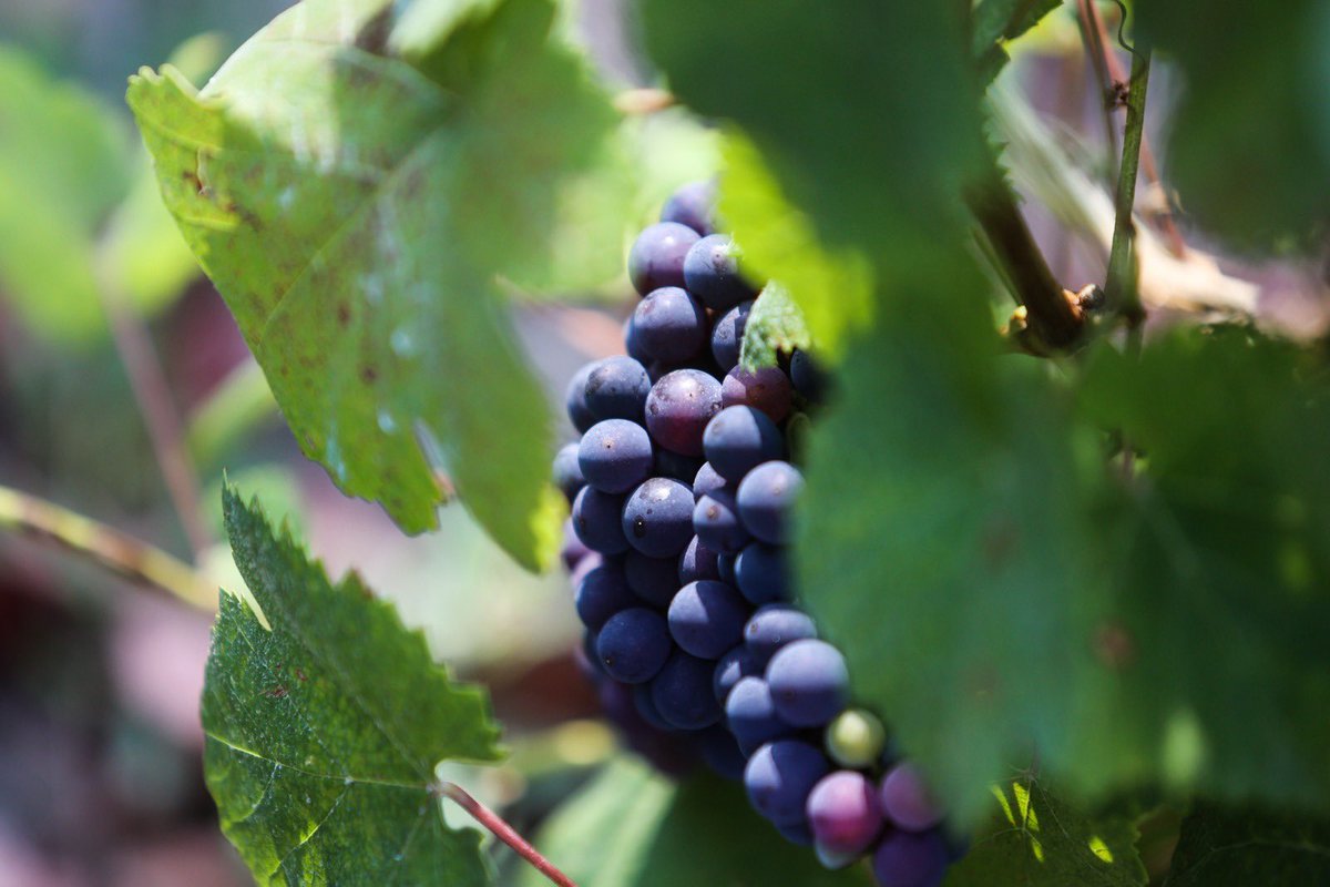 Visita a <a href="/BodegaVidAs/">Bodega Vidas</a>