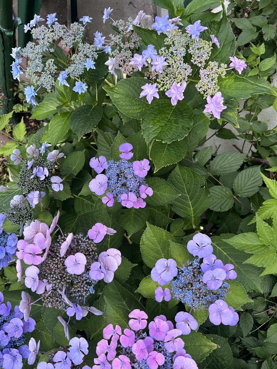 Studio26cafe's tweet photo. 7月が終わり8月になりましたが、Studio26の庭ではまだ紫陽花が咲いています。花期が長くて美しい紫陽花は夏の庭の宝ものです。 https://t.co/gOFc9Rk4iP