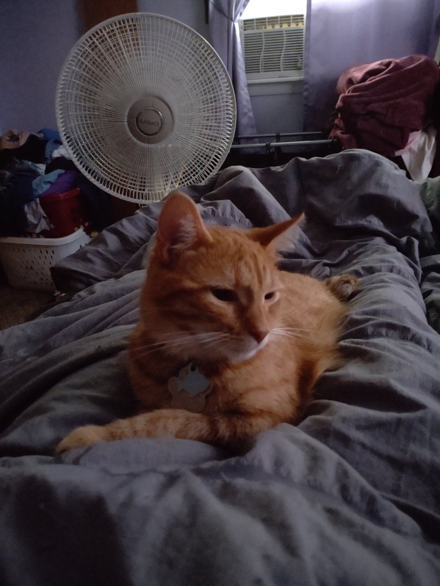 MoogleLuvr88's tweet photo. How I woke up this morning #RizaHawkeyeKitty #HarleyQuinnKitty #RomaTomaBowen #CatsOfTwitter #CatsOnTwitter #DogsOfTwitter #FurBabies #AdoptDontShop #OrangeCat #CalicoCrew #MuttsOfTwitter #Rescue https://t.co/KZqqCBO5WR