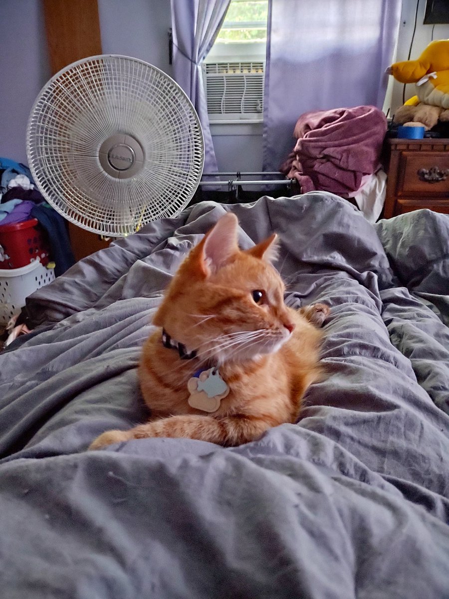 MoogleLuvr88's tweet photo. How I woke up this morning #RizaHawkeyeKitty #HarleyQuinnKitty #RomaTomaBowen #CatsOfTwitter #CatsOnTwitter #DogsOfTwitter #FurBabies #AdoptDontShop #OrangeCat #CalicoCrew #MuttsOfTwitter #Rescue https://t.co/KZqqCBO5WR