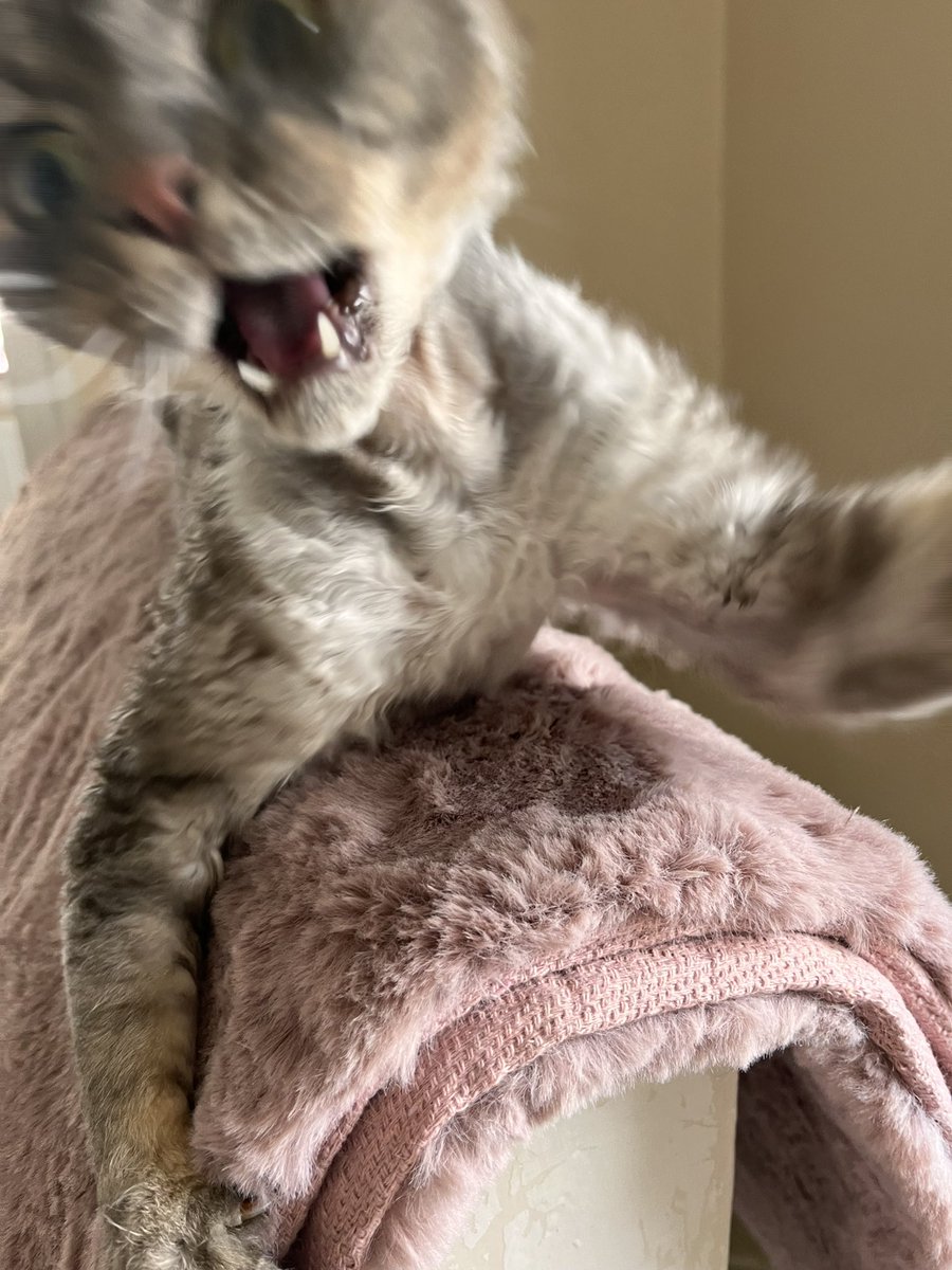 clammywynette1's tweet image. Trying to take a nice picture of Samuel Sprat! 😂 #savage #DevonRex