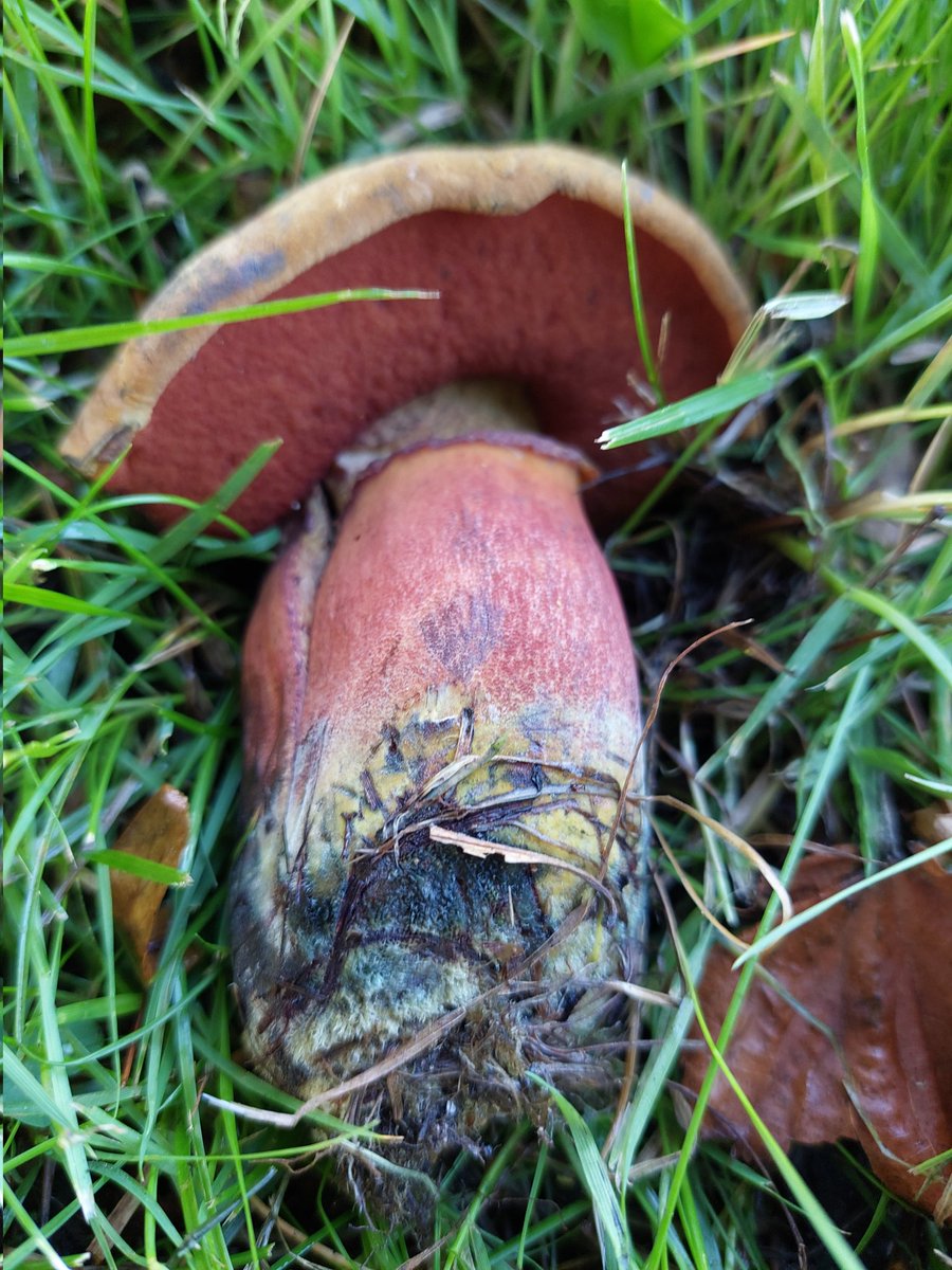 worcspot's tweet photo. Scarletina and Ruby boletes from a Birmingham parkland this week 
#fungi #comingup #fruiting https://t.co/rUuy1EZOEa