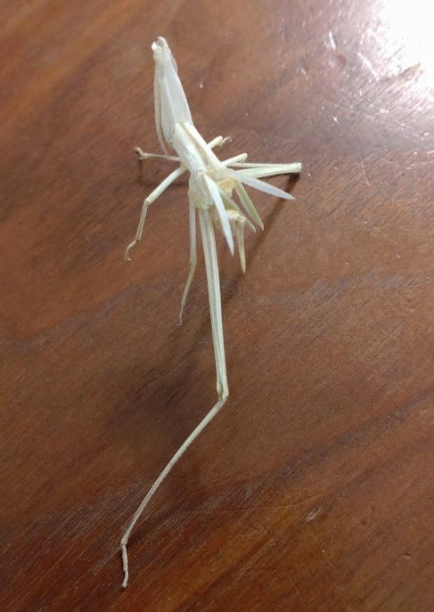 「ウチの庭にちょっと前からデカいショウリョウバッタの幼虫?が住み着いていたのですが」|ユウダイ『くらまし屋稼業』連載中！のイラスト