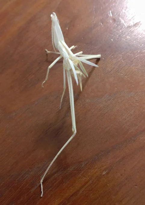 ウチの庭にちょっと前からデカいショウリョウバッタの幼虫?が住み着いていたのですがね。つい先日最後の皮を脱ぎ、立派になった羽を羽ばたかせて飛んでいきました。初めて見たわバッタの抜け殻。 