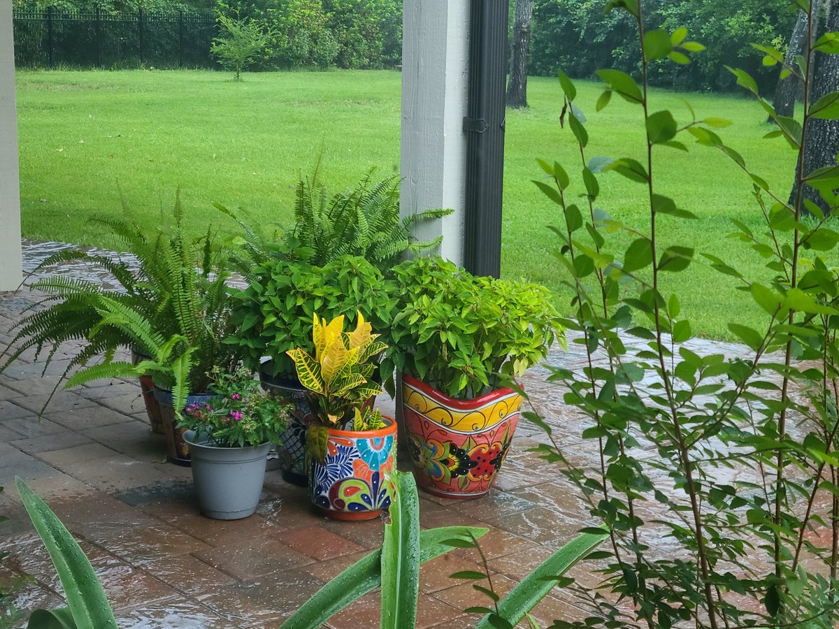 Enjoying the rain on my container gardens!!
#ContainerGardening