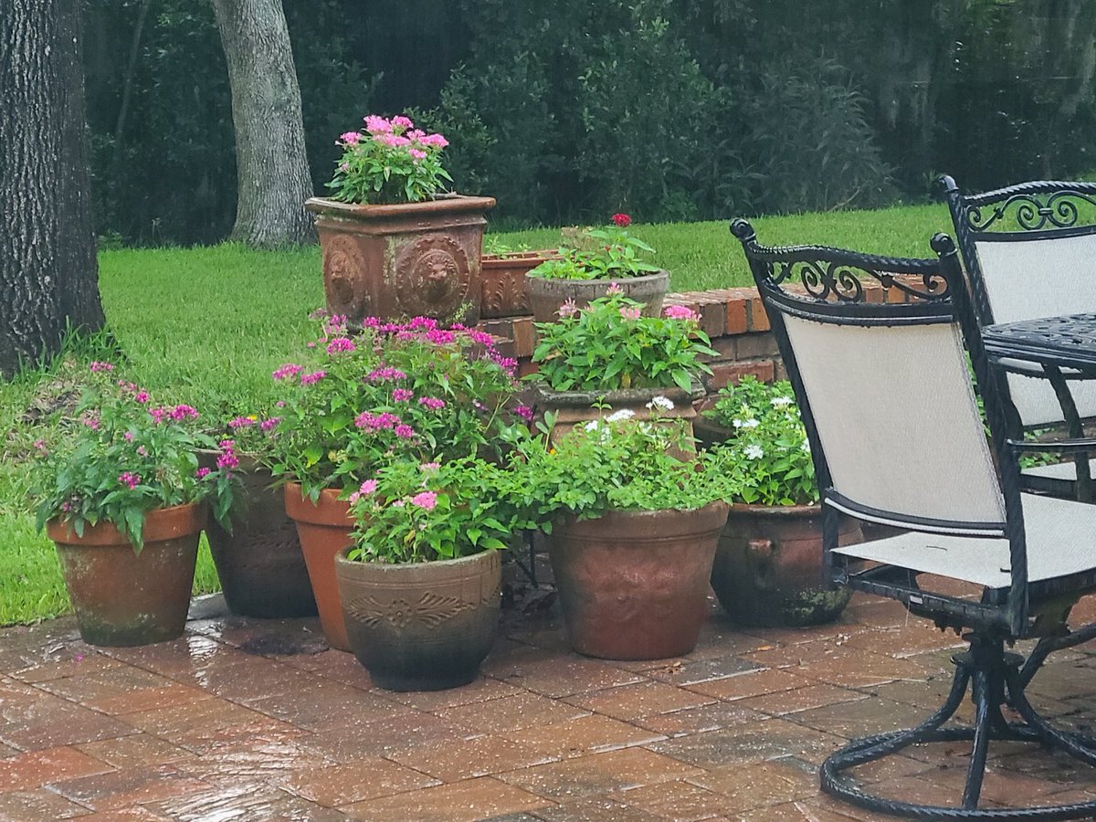 BlueJaybee1025's tweet photo. Enjoying the rain on my container gardens!!
#ContainerGardening https://t.co/VyzbKPASvw