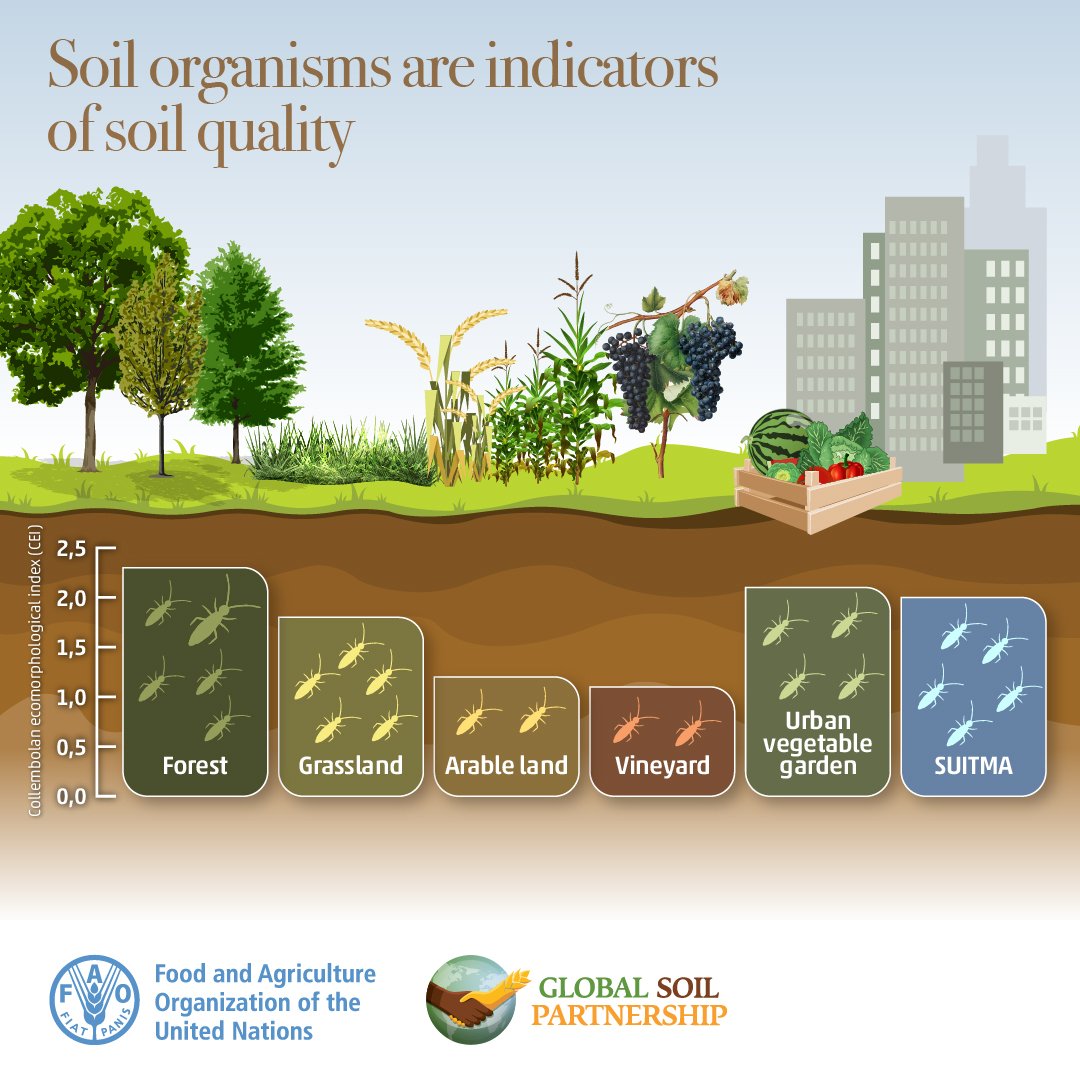 From nutrient cycling to carbon sequestration, #SoilOrganisms not only contribute to the planet #Biodiversity but also serve as indicators of a #HealthySoil.

Explore the state of knowledge of soil biodiversity to learn more 👉🏿👉🏿👉🏿 doi.org/10.4060/cb1928…
