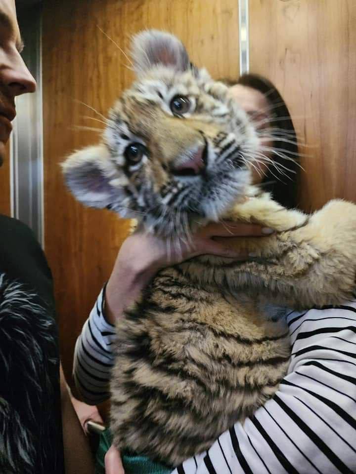 The tiger cub from Mariupol who was stolen by russians died in a circus in moscow.