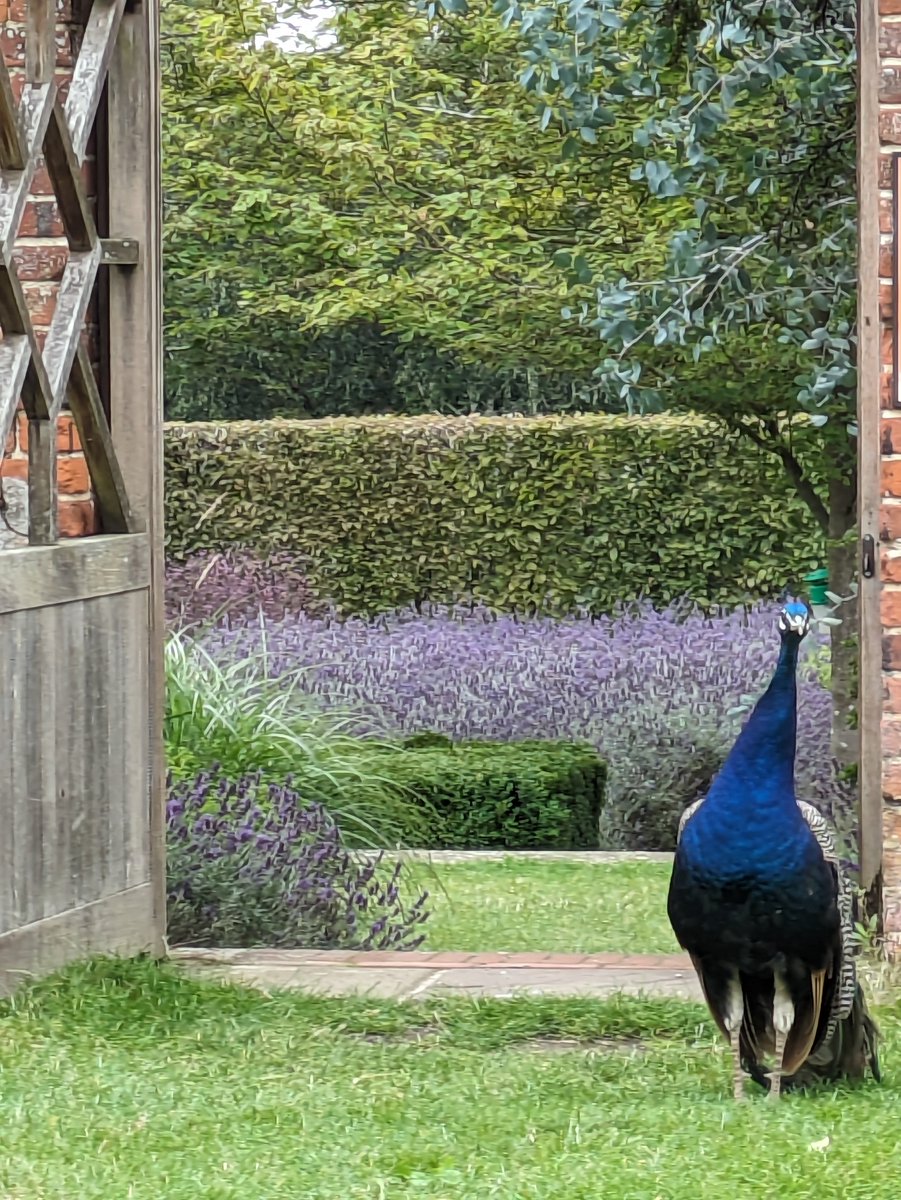 Perfect  posing by one of the Peacocks <a href="/markshallestate/">Markshall</a> a few days ago. #Nature #Peacock Had a great day out there.