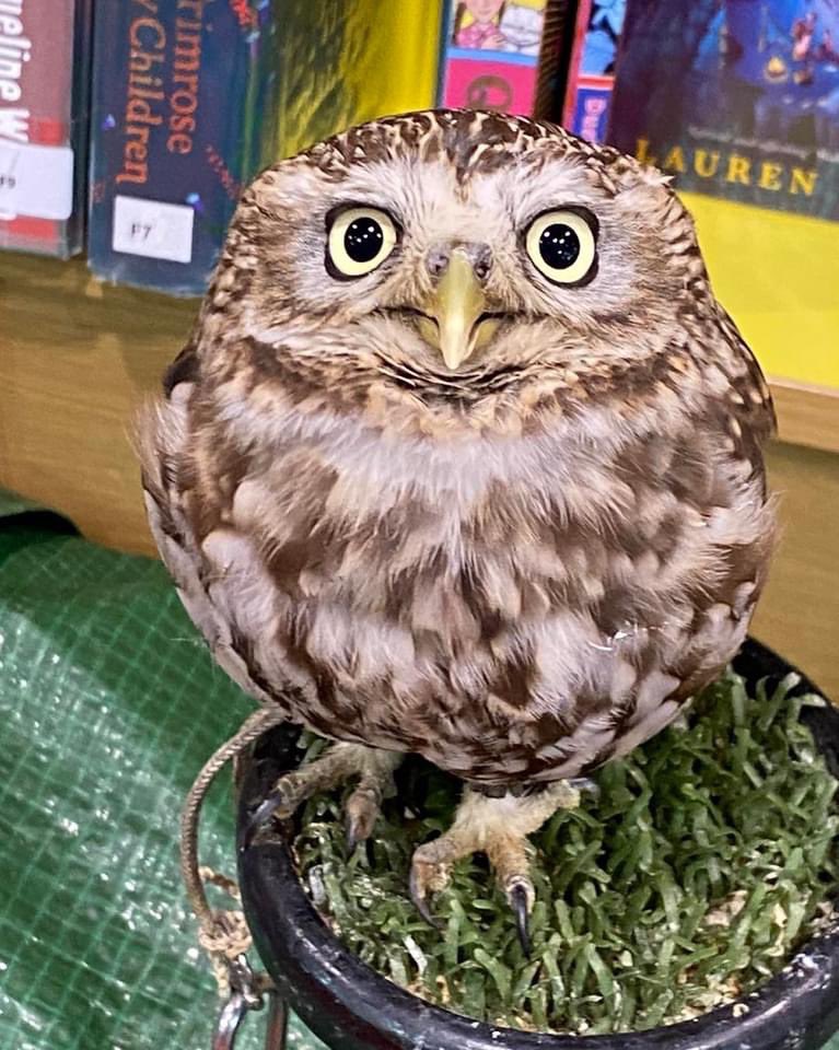 BromLibraries's tweet photo. We had a fantastic visit from @JambOwls to #PengeLibrary on Wed. We met Cookie, Nutmeg, Odie, Tin Tin, Monty, Tic and Pewter. It was such an interesting talk by Matthew of @JambOwls we all learnt so much. The children also had the opportunity to hold the owls. @LBofBromley https://t.co/xHkVYTcQct