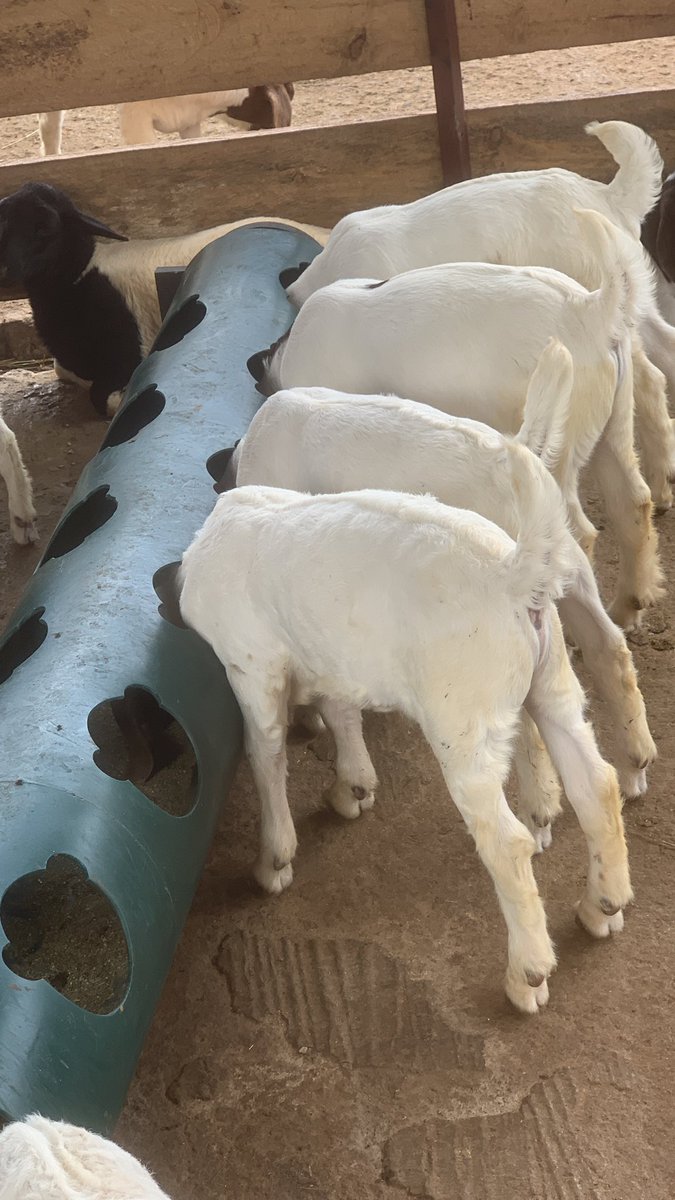 demi_farm's tweet photo. Boer #goat farming pdf

#Boer goats are the largest of the goat breeds. 

Mature Boer does can weigh 86-105kg &amp; bucks 200-340kg

Native to S. Africa, It has been exported to many countries &amp; used to improve meat qualities of other breeds.

Drop email/whatsapp &amp; retweet to get pdf https://t.co/YNXUqYlmiY
