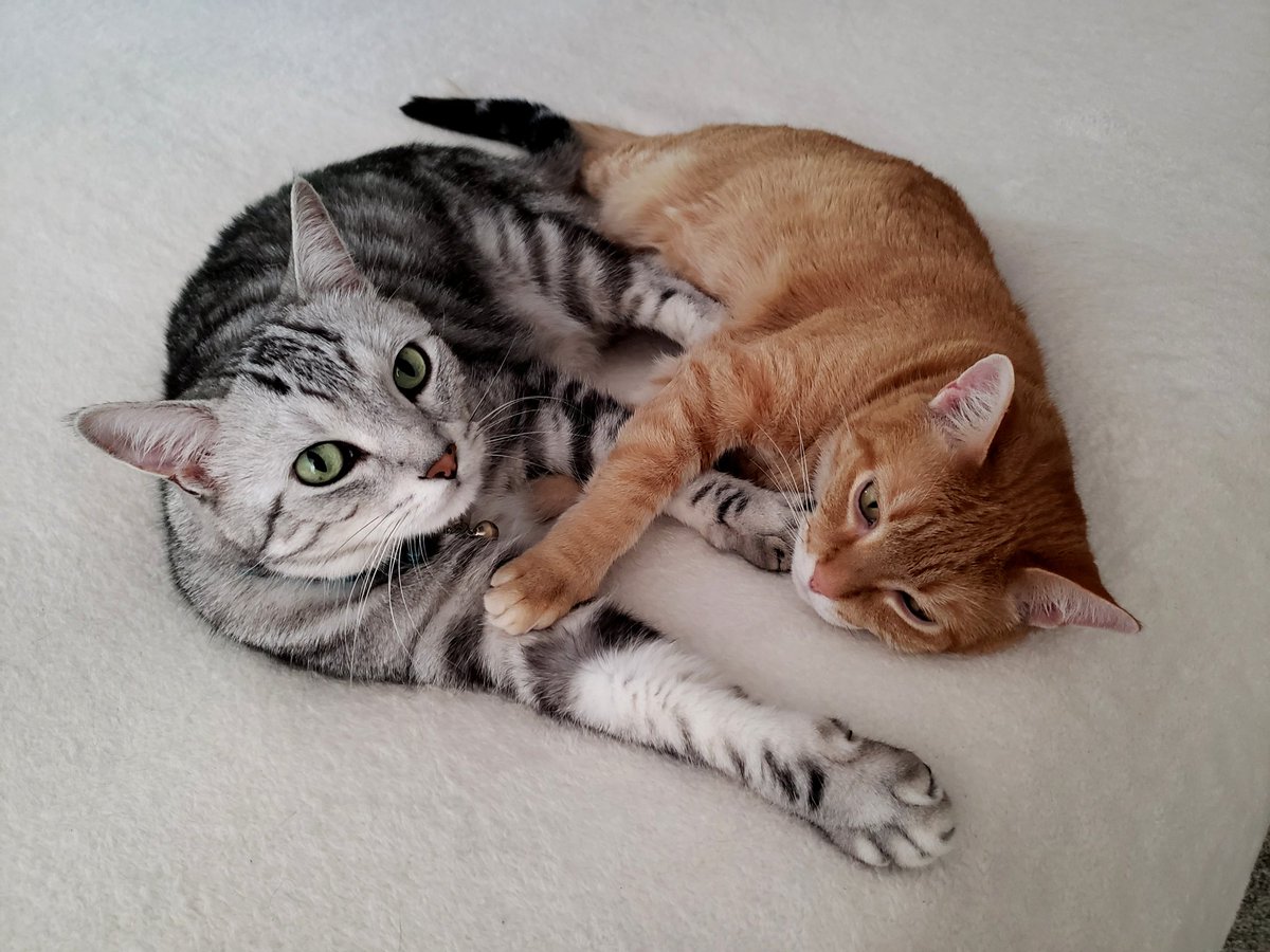 smARTypants_fr's tweet photo. These besties have strong felines for each other. 😀🥰🥰 Happy #caturday https://t.co/ShF8f0EKXJ