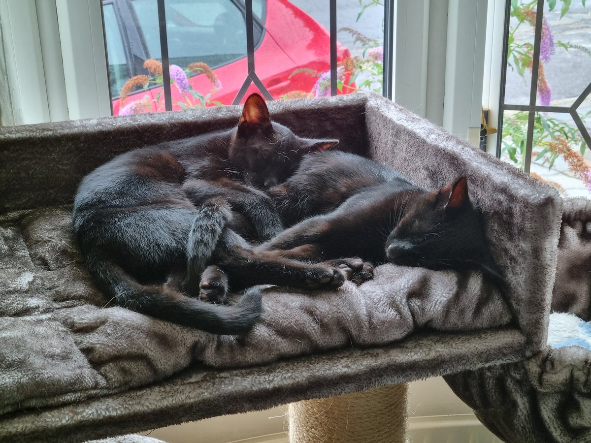 Steven Barry Ratty tweet media