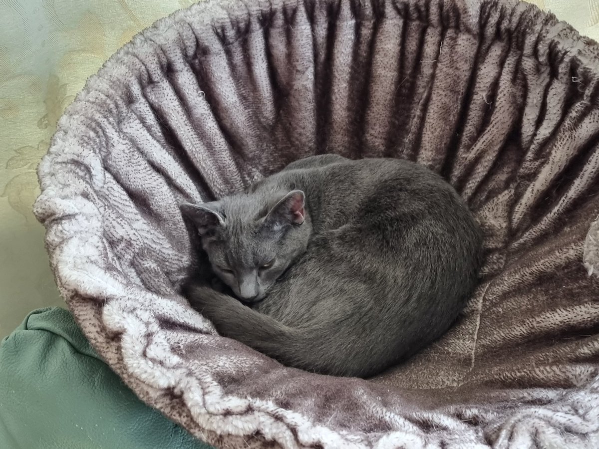 Steven Barry Ratty tweet media