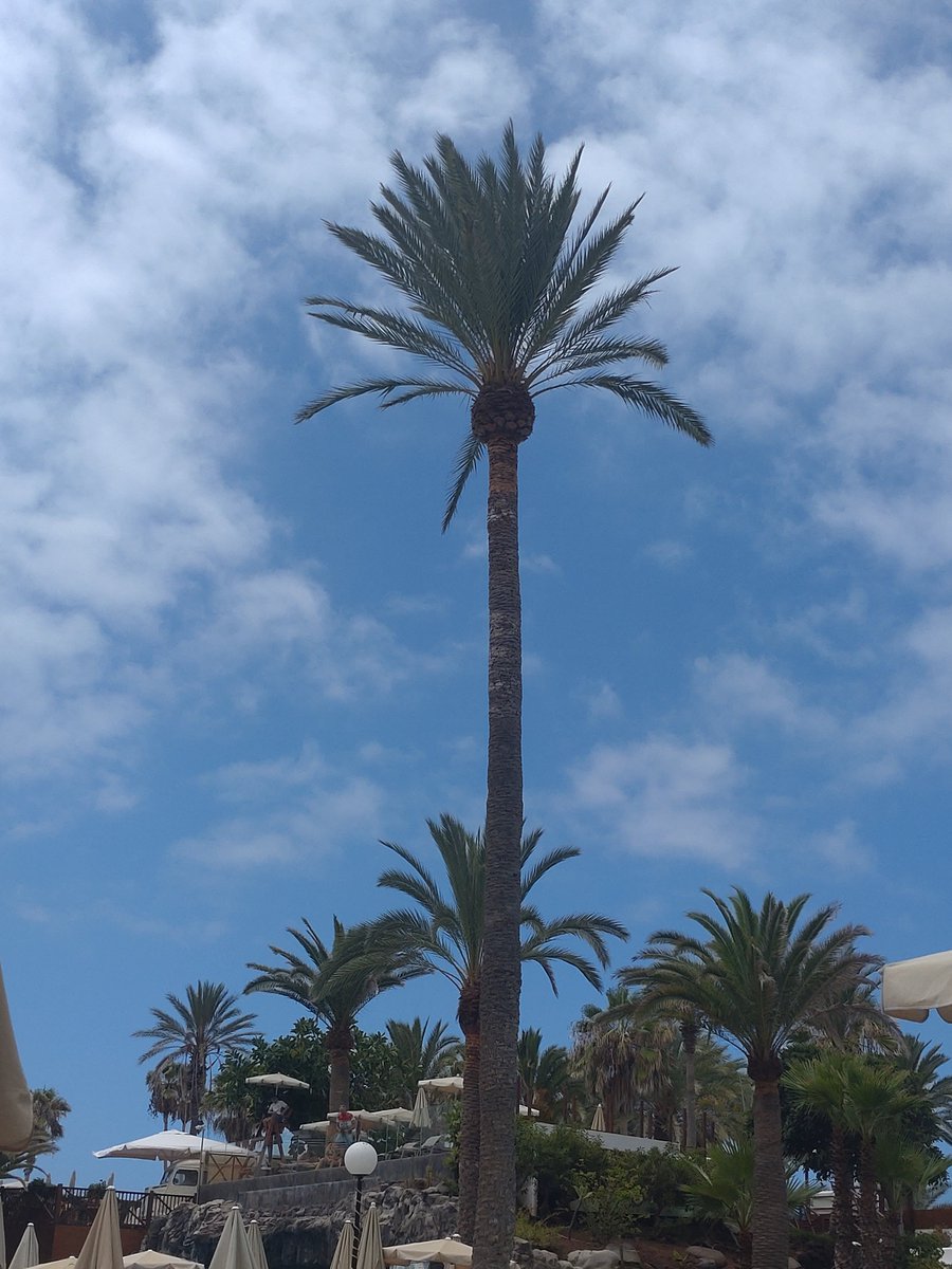 MButcherACA's tweet photo. Week off with the family.
No football with @ringwoodtownfc. No cricket with @FWCricket (rained off). Brought my laptop just in case.
Sitting by a pool. Can I stop thinking about football training?
Can I heck...
#addictedtocoaching https://t.co/tHwfvRowiv