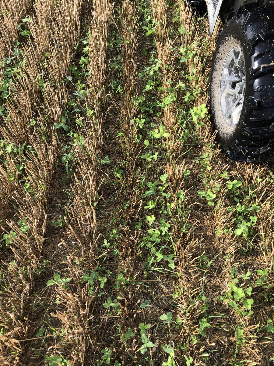 It’s nice to see some of the clover I spread this spring survived the June drought.
The best stands seem to be what I spread early March with less residue (tillage or two years of soys).