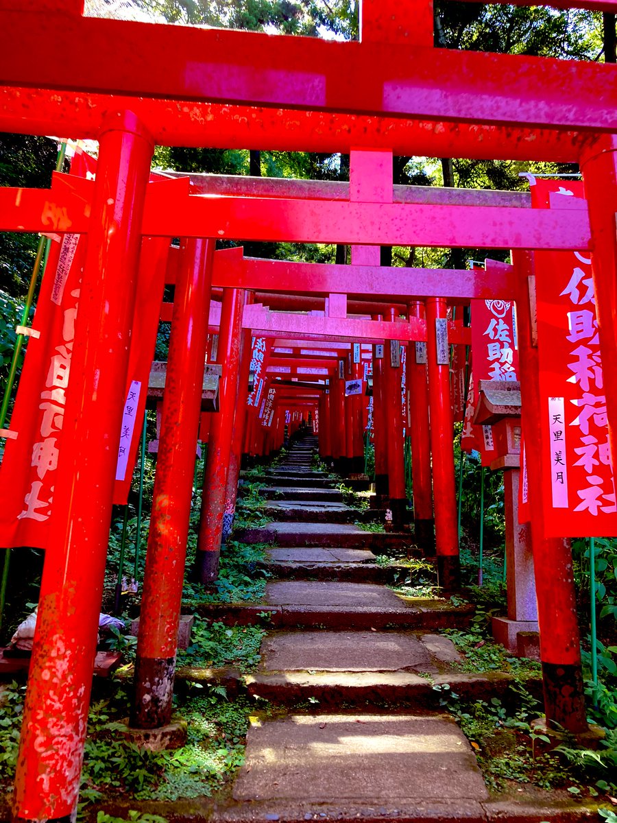 torii no humans scenery stairs outdoors multiple torii nature  illustration images