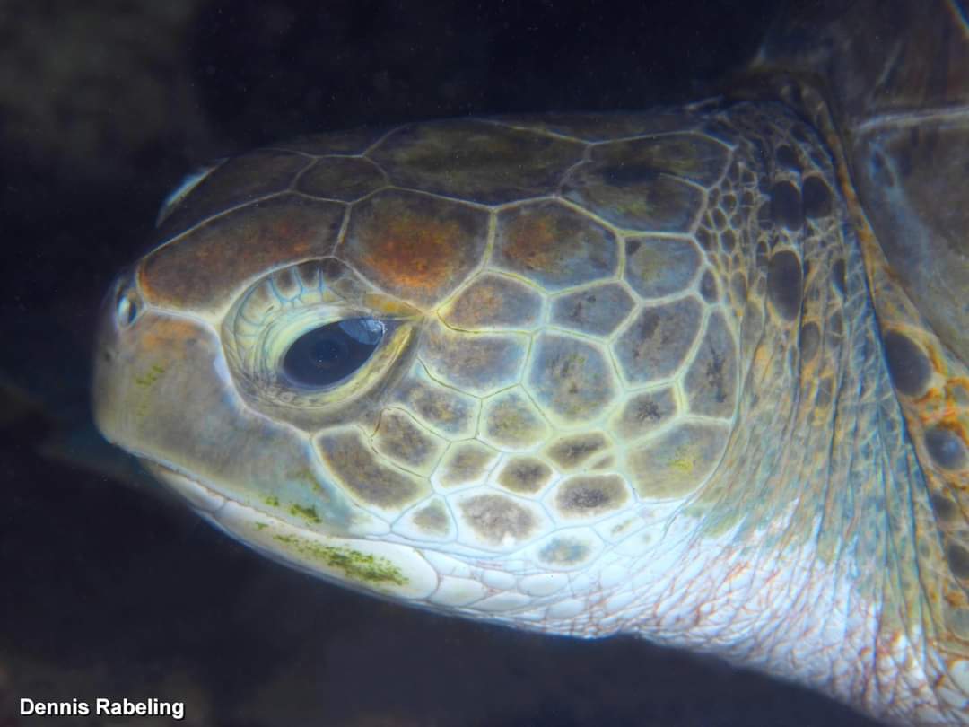 While doing a night dive.
I think one of the worst visibilities I had here at #Lanzarote.
When standing in the water I couldn't see my fins.
Maybe 1,5 up to max 3 meters of visibility.
Crazy to have bumped into a Green Sea #Turtle (Chelonia mydas) with this visibility. 🐢
