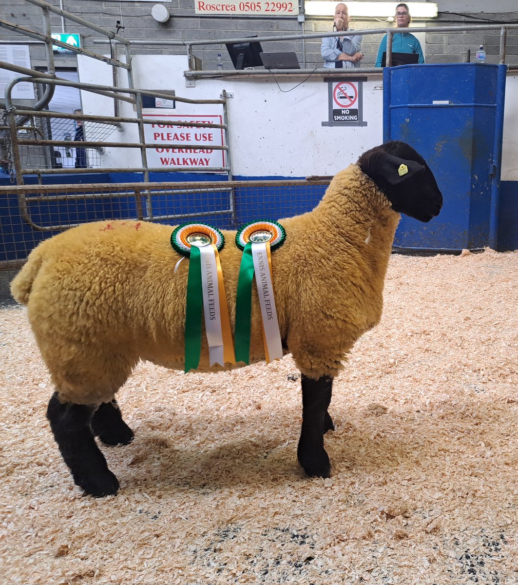 Female Champion and Overall Reserve Champion sold for €750 Bred by James Rooney