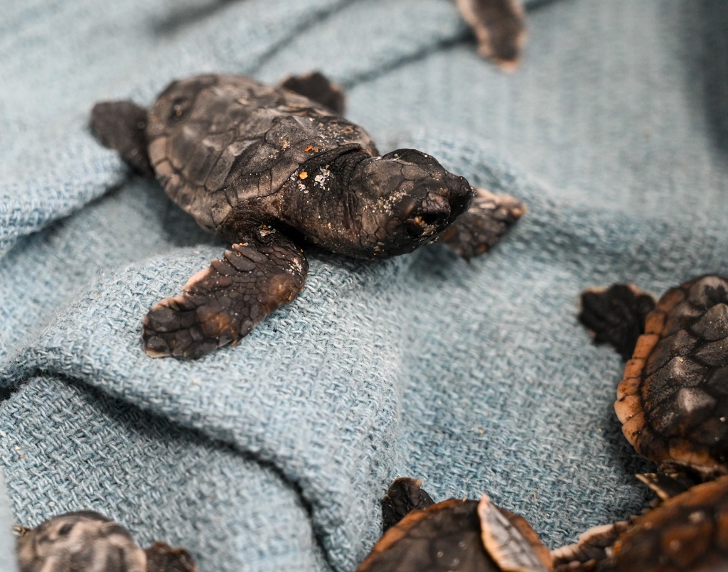 Our rehabilitation team has been busy this nesting season taking care of many hatchlings! Stop by LMC this weekend to see all of our patients🐢
