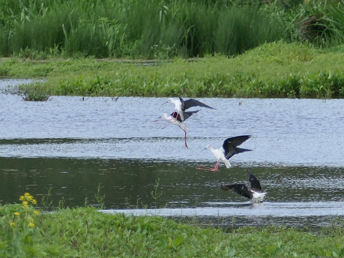 Steltkluten in de Onnerpolder <a href="/vogelnieuws/">Vogelbescherming NL</a> <a href="/GR_Landschap/">Het Groninger Landschap</a>  #steltkluut