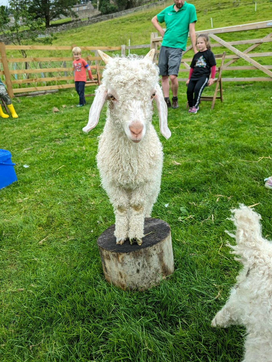 We had a brilliant day with a fantastic group from The @ndccatterick at @hazelbrowfarm 💚

There was so much to explore, but their favourite part had to be the goats 🐐

Find out more about the activities we offer for those with additional needs 👇

yorkshiredales.org.uk/park-authority…