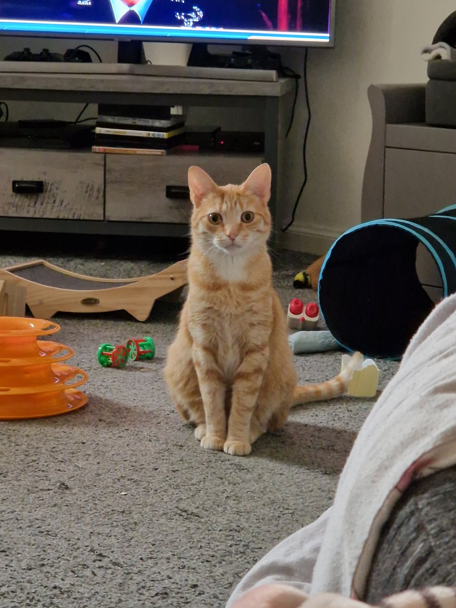 Amy17319678's tweet photo. @rainbowitup i have 2 cats, they are both ginger 🤭 https://t.co/odnBC6MOCo