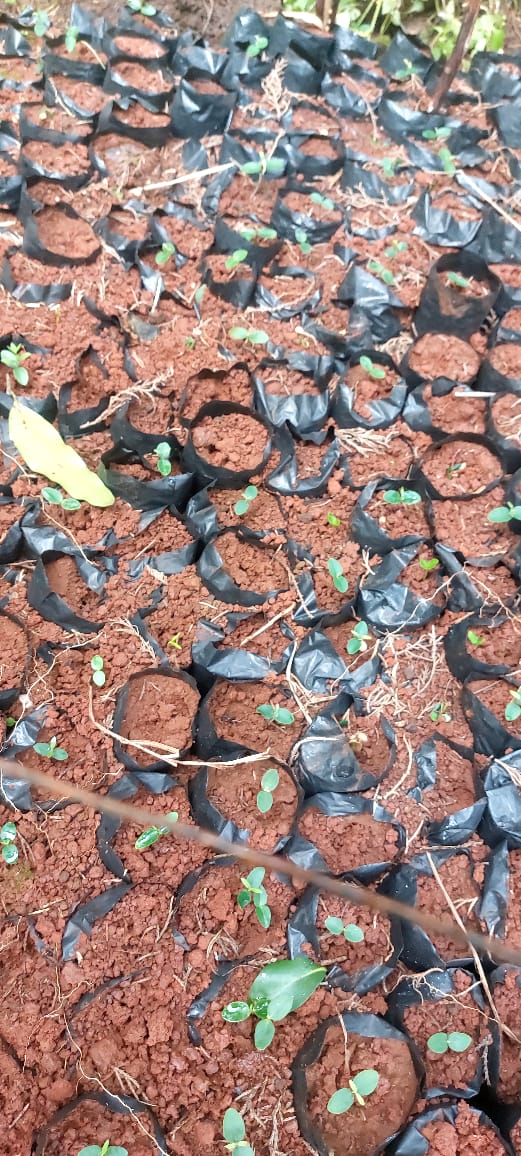TililGroup's tweet photo. Our First Tree Nursery is doing well. This is one of our long term goals and currently at the implementation stage. Each Sub-county within Kericho County will have a tree Nursery @EnviClimateC_Ke @Environment_Ke @Eng_F_Ngeno  @NemaKenya @_AfricanUnion  
#CleanAndGreen https://t.co/k79zNaqwnm