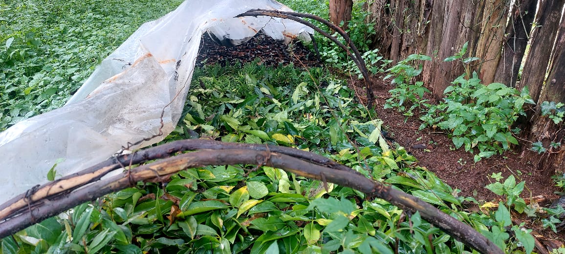 TililGroup's tweet photo. Our First Tree Nursery is doing well. This is one of our long term goals and currently at the implementation stage. Each Sub-county within Kericho County will have a tree Nursery @EnviClimateC_Ke @Environment_Ke @Eng_F_Ngeno  @NemaKenya @_AfricanUnion  
#CleanAndGreen https://t.co/k79zNaqwnm