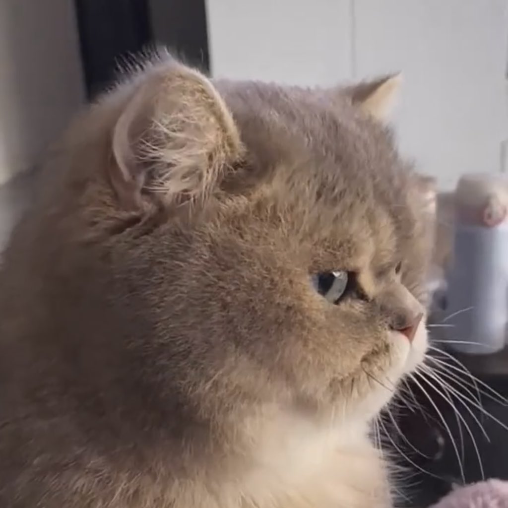 ricky as cats (@riyangiscat) on Twitter photo 