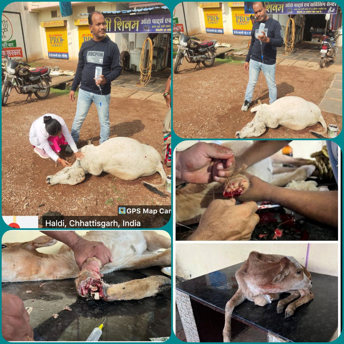 RajnandgaonDdvs's tweet photo. Surgical and clinical cases handling at distt- Rajandgaon. @IASTripathiCG @k11amit @_AnupChatterjee @RajnandgaonDist #animalhealth #safeanimals #veterinaryactivities #protection https://t.co/JeqdSApvuc