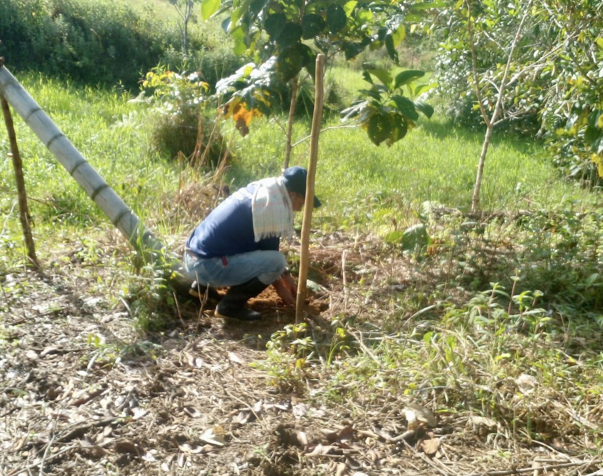 SanJose_CP's tweet photo. Realizamos la III sembratón de 🌳nativos, frutales y forestales en nuestro ETCR @UriasRondon 🏡 🕊️

Avanzamos en dirección a convertirnos en una finca #ganadera con sistema #silvopastoril intensivo🐄 ♻️

@PnudColombia @MinAmbienteCo @Corpoamazonia1 @CNRCOMUNES🕊️ https://t.co/IrfG3m7Xsj