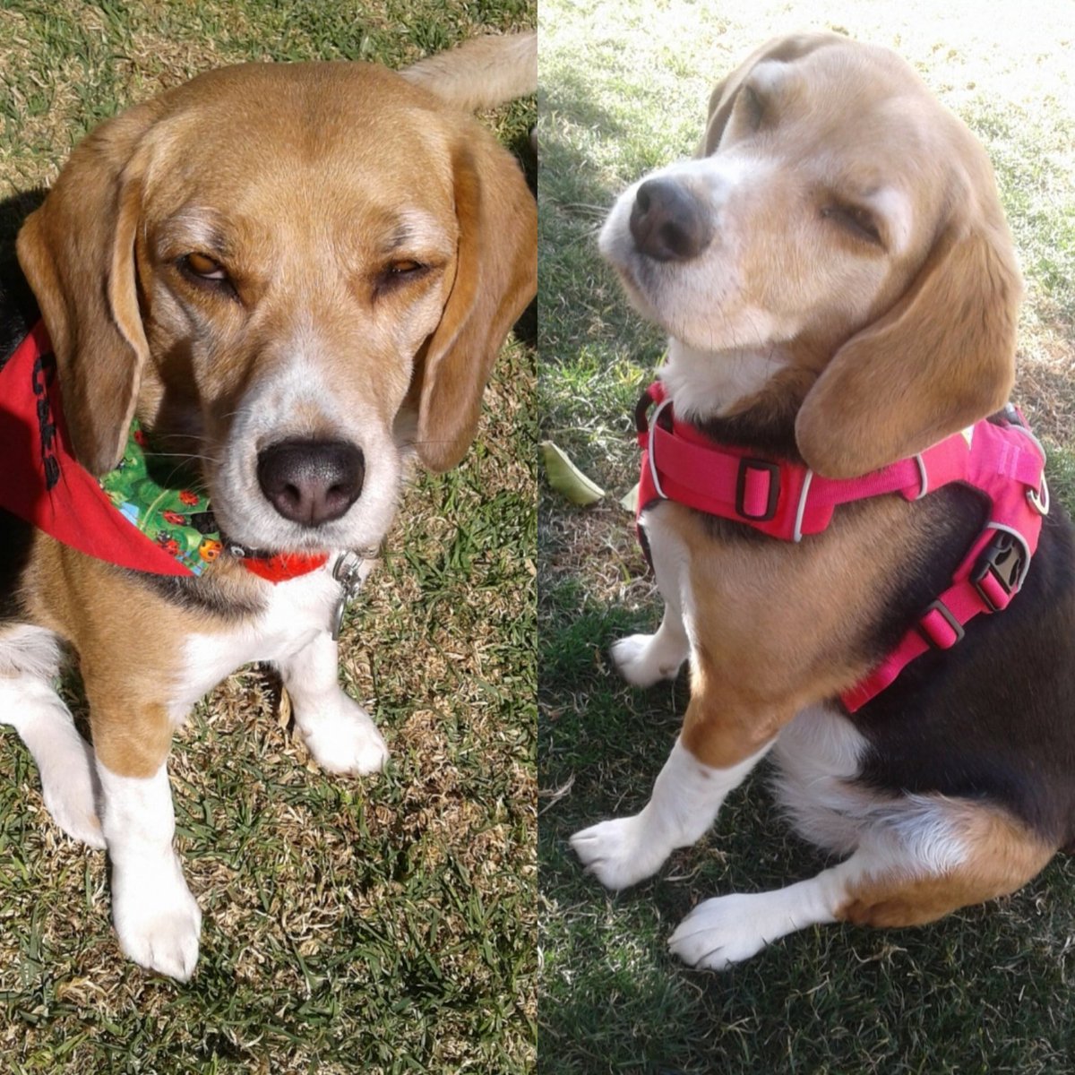 Pruny_thebeagle's tweet photo. Pals thanks for your kind words, tomorrow will be the 2nd anniversary of Cata OTRB🌈. When I think of her apart from her pawsonality and her babies, I think of her #StinkyEye, she was all the time judging🙄🤣. So please in her honor share your Stinky eyes pics here #BeaglebugClub https://t.co/Y98axr2LMS