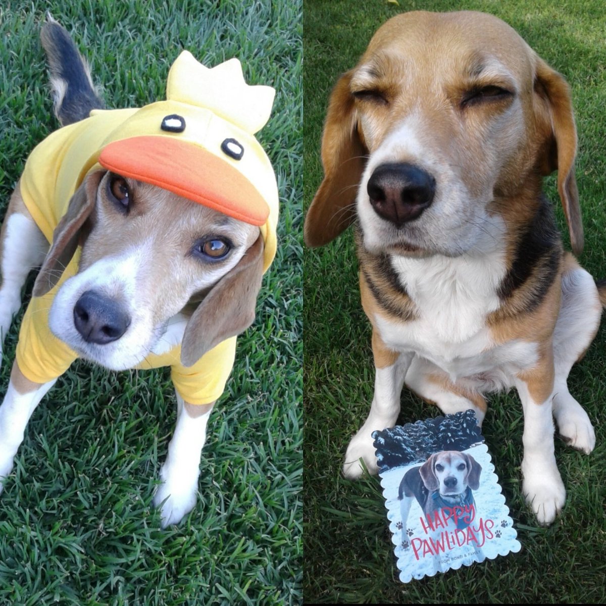 Pruny_thebeagle's tweet photo. Pals thanks for your kind words, tomorrow will be the 2nd anniversary of Cata OTRB🌈. When I think of her apart from her pawsonality and her babies, I think of her #StinkyEye, she was all the time judging🙄🤣. So please in her honor share your Stinky eyes pics here #BeaglebugClub https://t.co/Y98axr2LMS