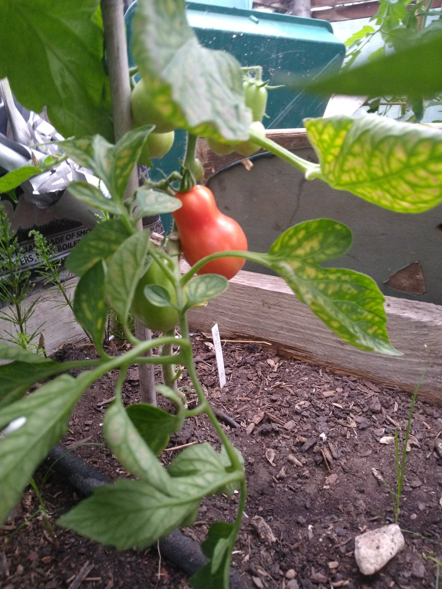 Dig In Community Allotment tweet media