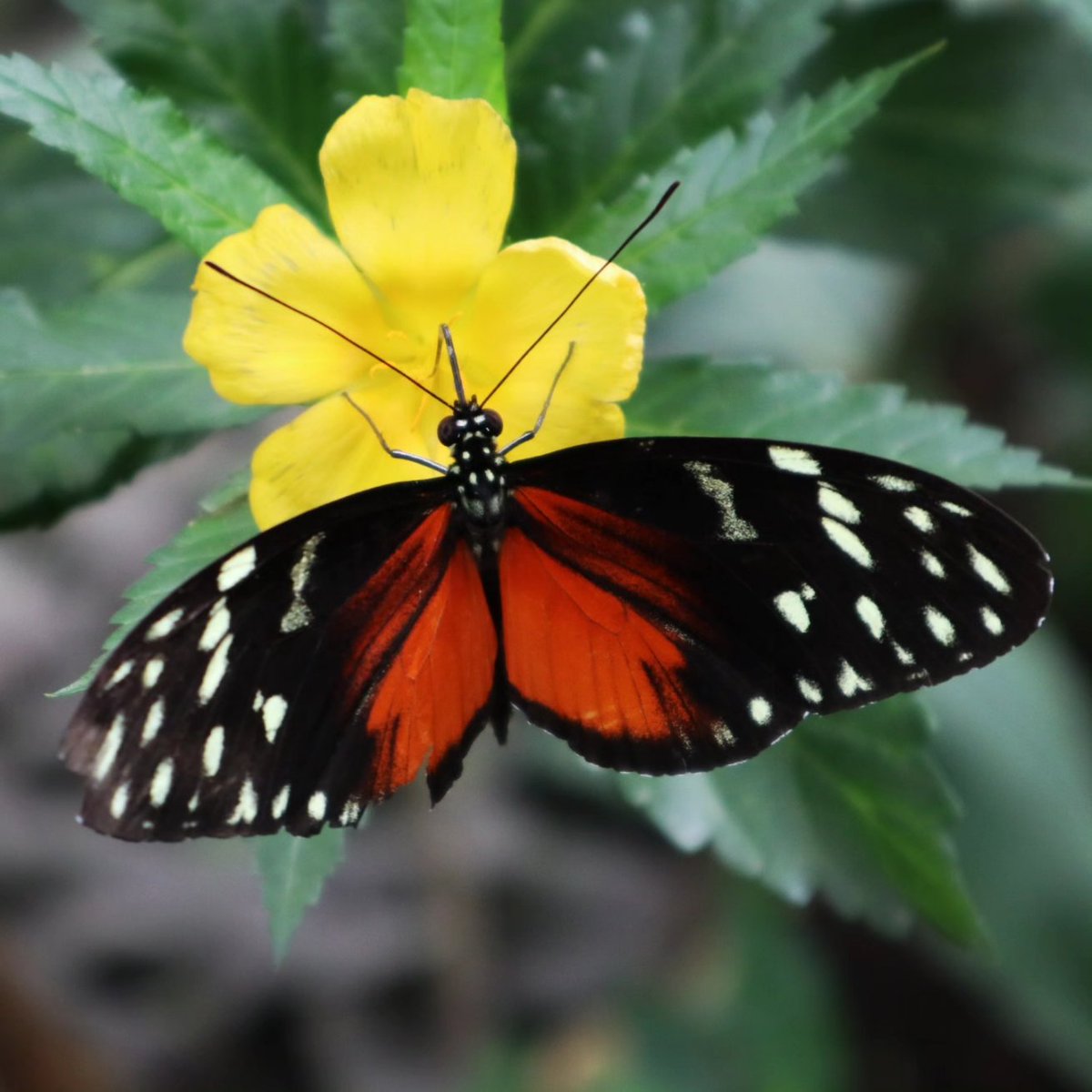 wimensing's tweet photo. Vlindertuin - Päiperleksgaart - Jardin Des Papillons - Schmetterlingsgarten - Butterfly Garden

#vlinder #papillon #schmetterling #butterfly #vlindertuin #jardindespapillons #schmetterlingsgarten #butterflygarden #grevenmacher #luxembourg #luxemburg 

#shotonmycanon #eosm100 https://t.co/K6VJeAnGBM
