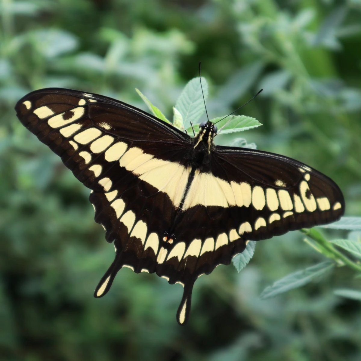 wimensing's tweet photo. Vlindertuin - Päiperleksgaart - Jardin Des Papillons - Schmetterlingsgarten - Butterfly Garden

#vlinder #papillon #schmetterling #butterfly #vlindertuin #jardindespapillons #schmetterlingsgarten #butterflygarden #grevenmacher #luxembourg #luxemburg 

#shotonmycanon #eosm100 https://t.co/TO7HwytKiz