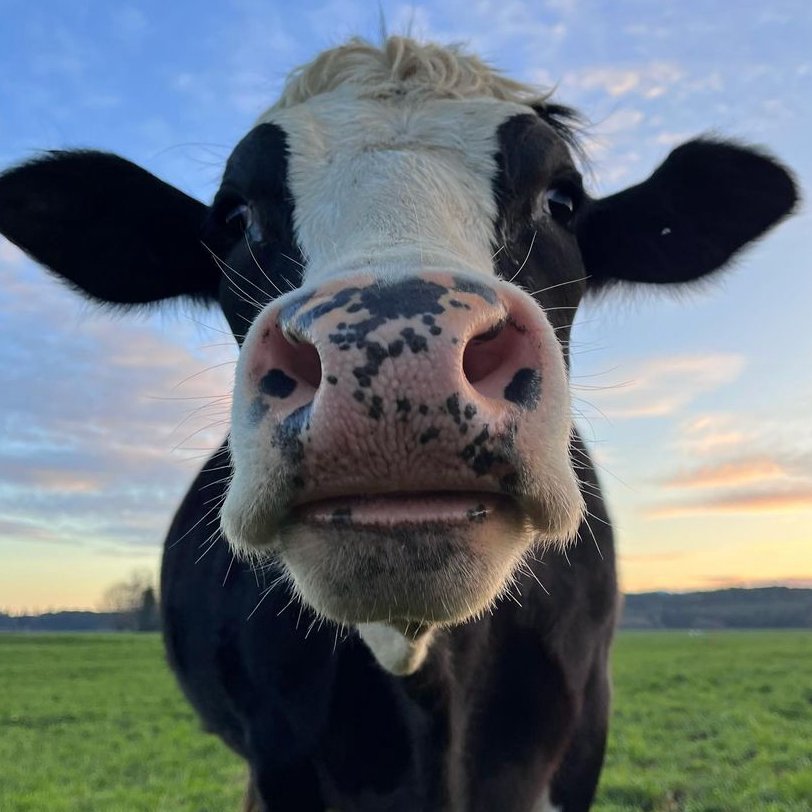Cow of the Day🐮 tweet media