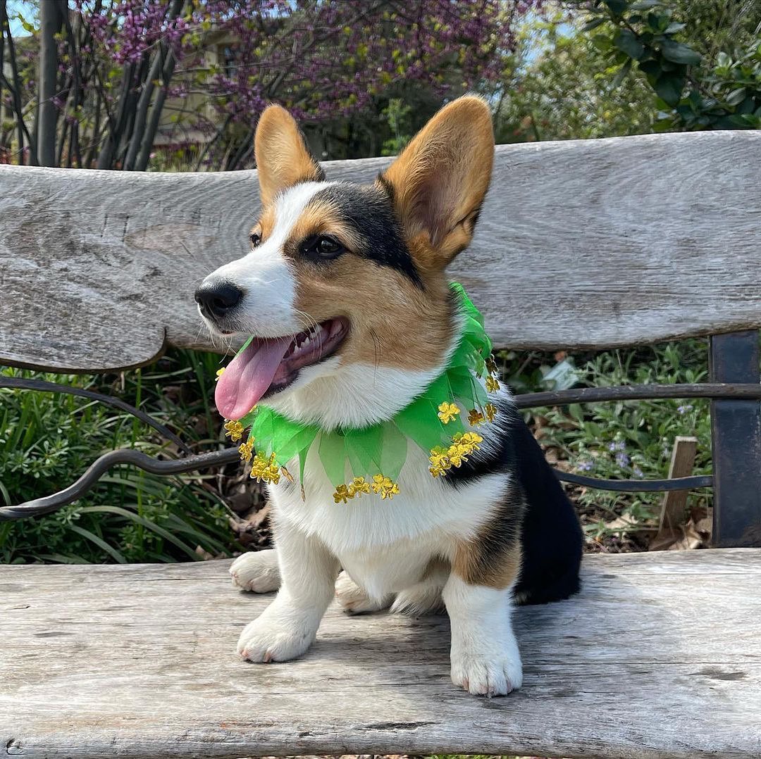 Corgi_Lover_s's tweet photo. If you love Corgi Tap ❤️ &amp; Drop your comment! https://t.co/dIMyUowgmJ