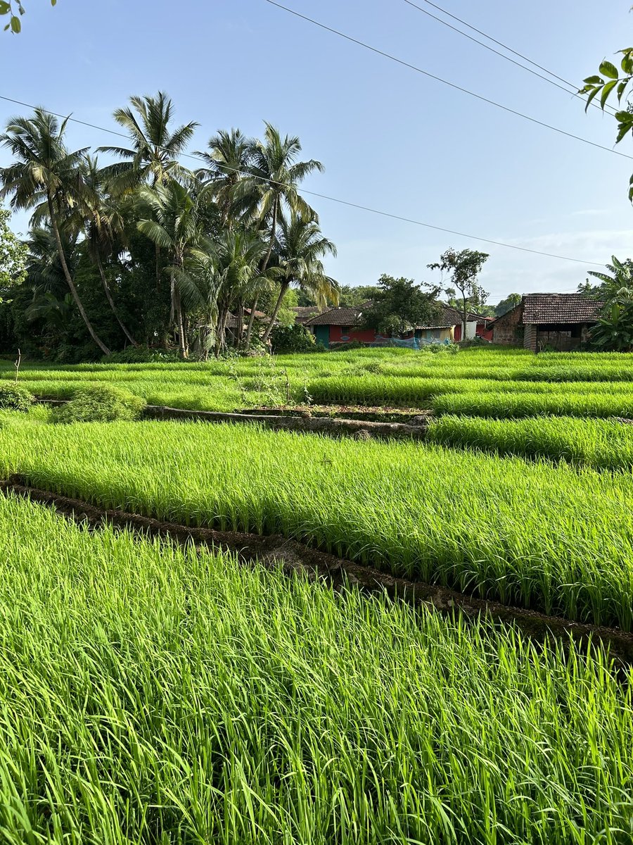 PantryCar's tweet image. Rural Goa ♥️

Paddy Fields 🤩

@ShefVaidya 

#Goa #SouthGoa