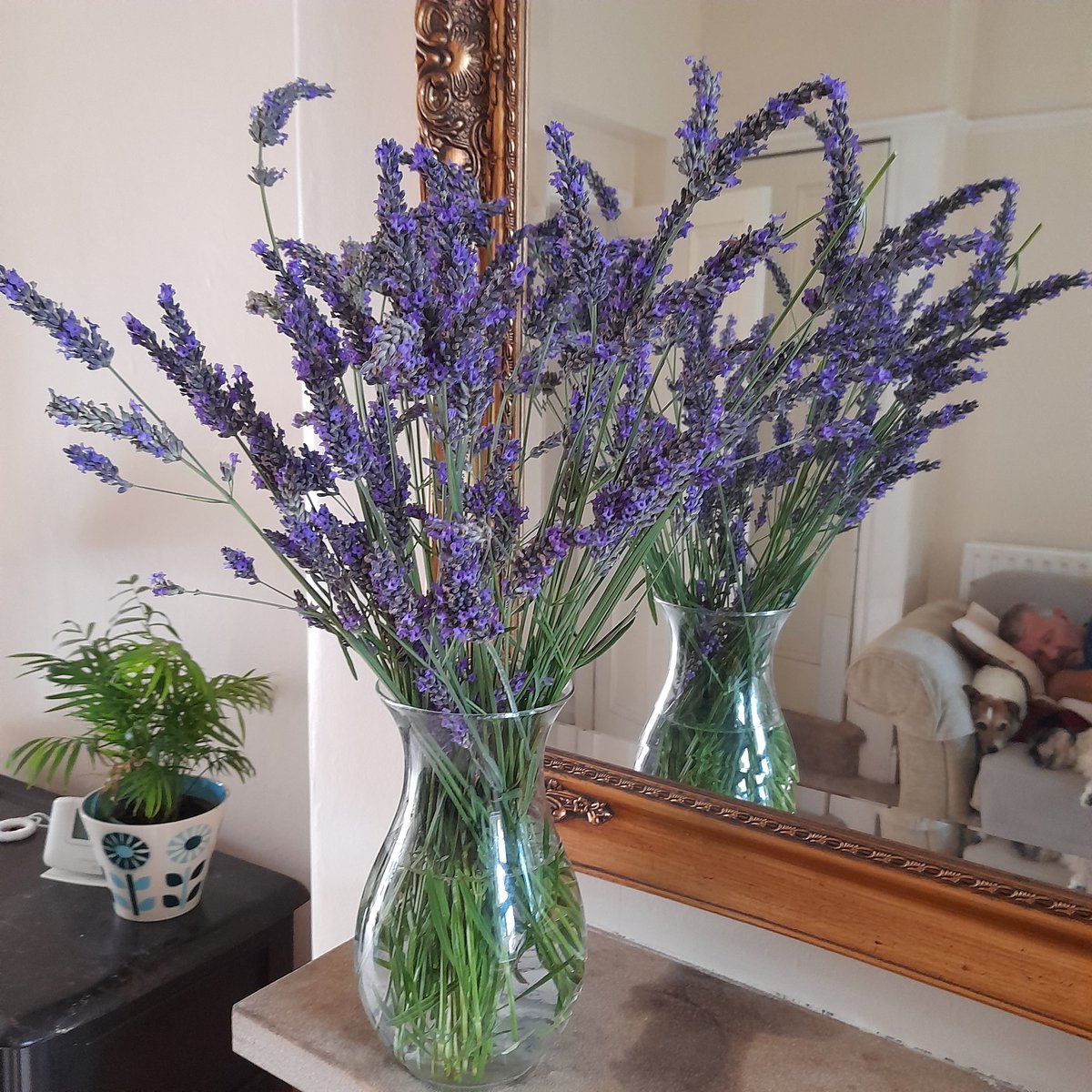 JulieP04's tweet photo. @Hudsonweather Beautiful lavender https://t.co/w7LNy9sW9a