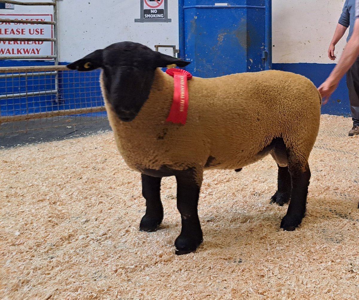 Prize winner sold for €900 Bred by John &amp; Liam Martin