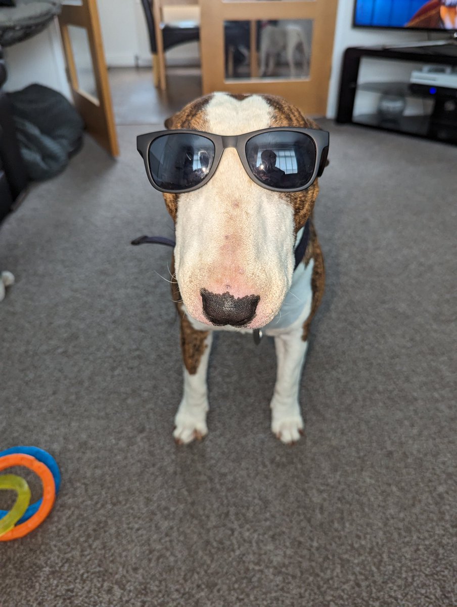 CobenNicholson's tweet image. Chester, it&apos;s raining out side pal no need for sunglasses 🤷