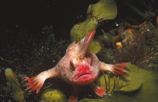 kallielef's tweet photo. Aliens are real? Yes, I know this. #thanksforallthefish https://t.co/lGm3uVj7xq