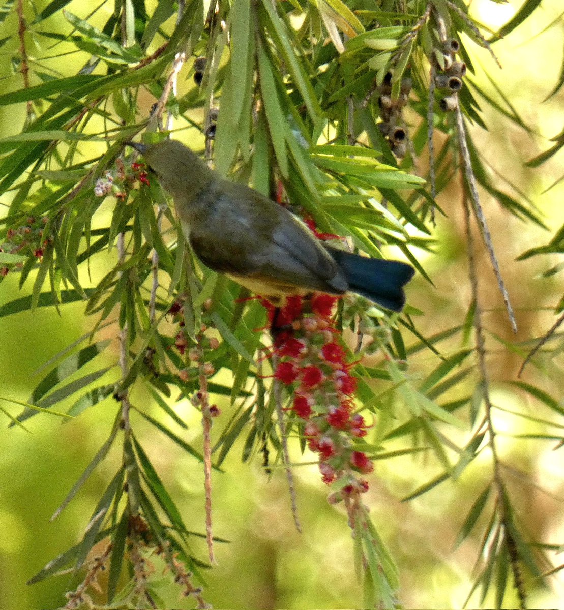 kumikokomatsuba's tweet photo. #variablesunbird #yellowbelliedsunbird #variablesunbirdfemale #sunbird #カワリタイヨウチョウ #カワリタイヨウチョウメス #タイヨウチョウ #birding
#birdinginafrica #birdsofafrica #birdwatching #birdlover #lilongwe #malawi #africa #バーディング #バードウォッチング #マラウイ #アフリカ https://t.co/eIR1BgphRh